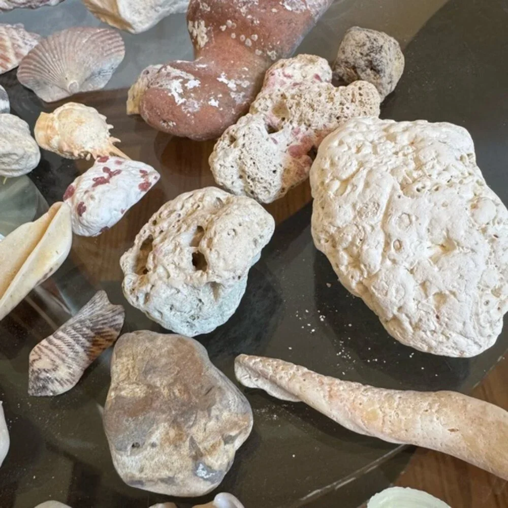 Kids Science Discovery Investigation Assorted Seashell Rocks Collection - Picture 3 of 3